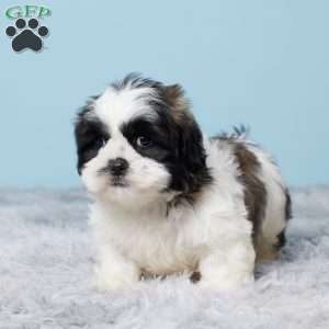 Monty, Shih Tzu Puppy